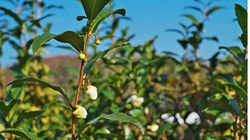 Bodenbearbeitung für Camellia sinensis in Deutschland