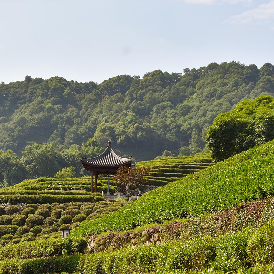 Longjing 43 – Der edle Kultivar für deinen eigenen Garten-Tee