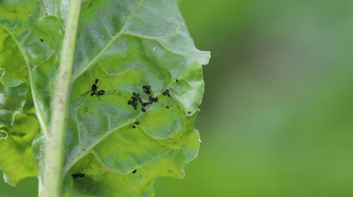 Blattläuse: Kleine Insekten, große Wirkung – Freund und Feind im Garten