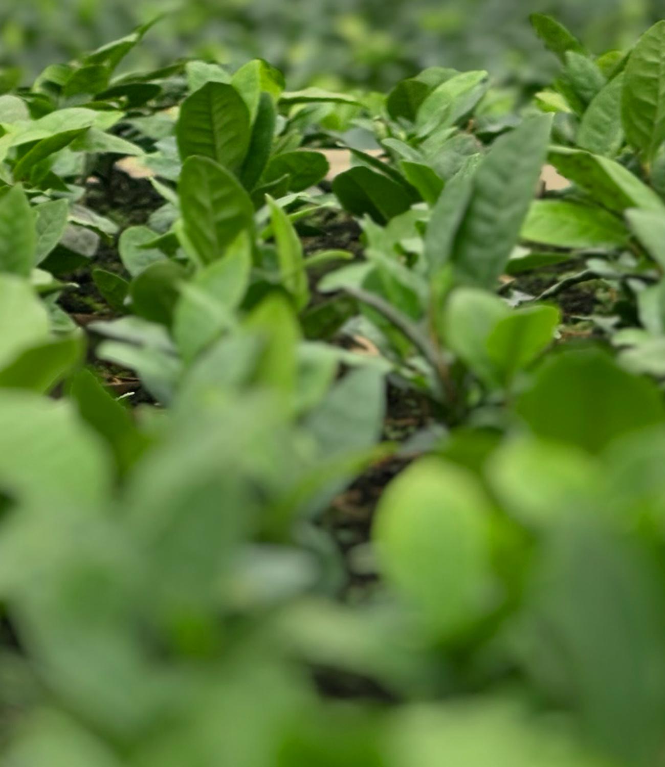 Teepflanzen Camellia sinensis