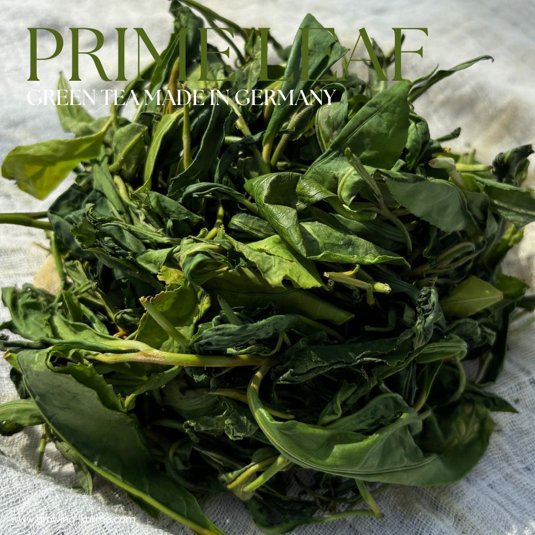 Growing Karma Prime Leaf Green Tea