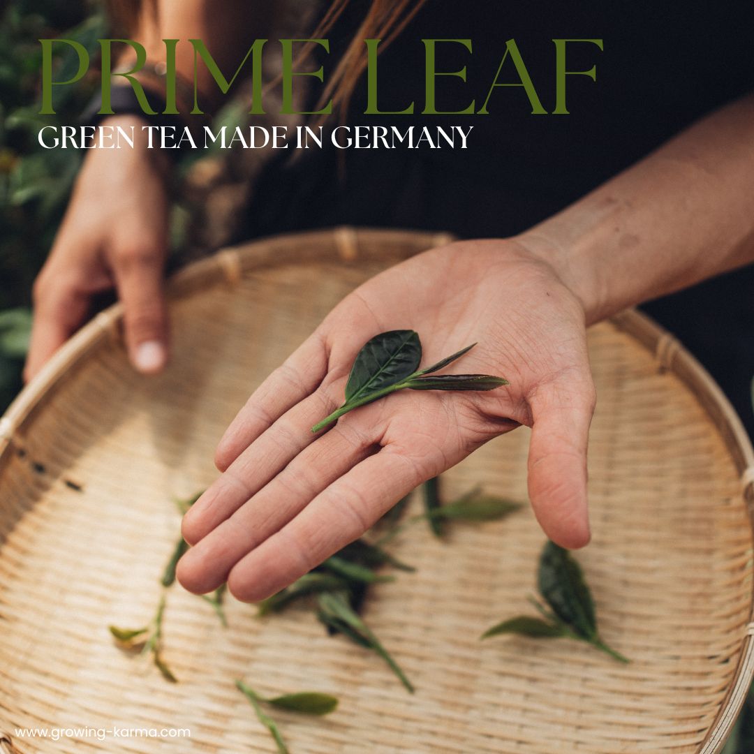 Growing Karma Prime Leaf Green Tea