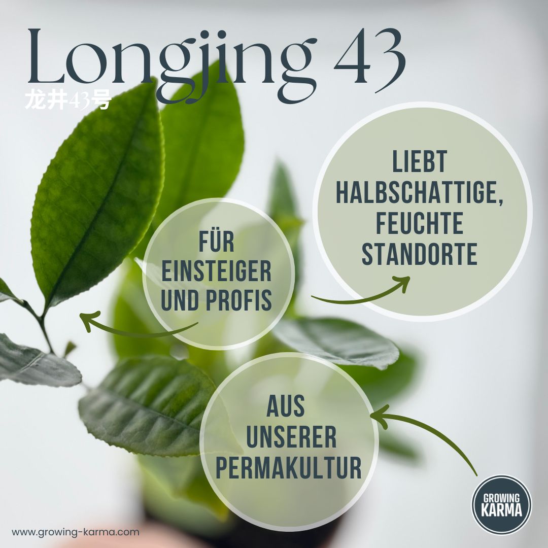 Longjing43-fuer-deinen-Garten