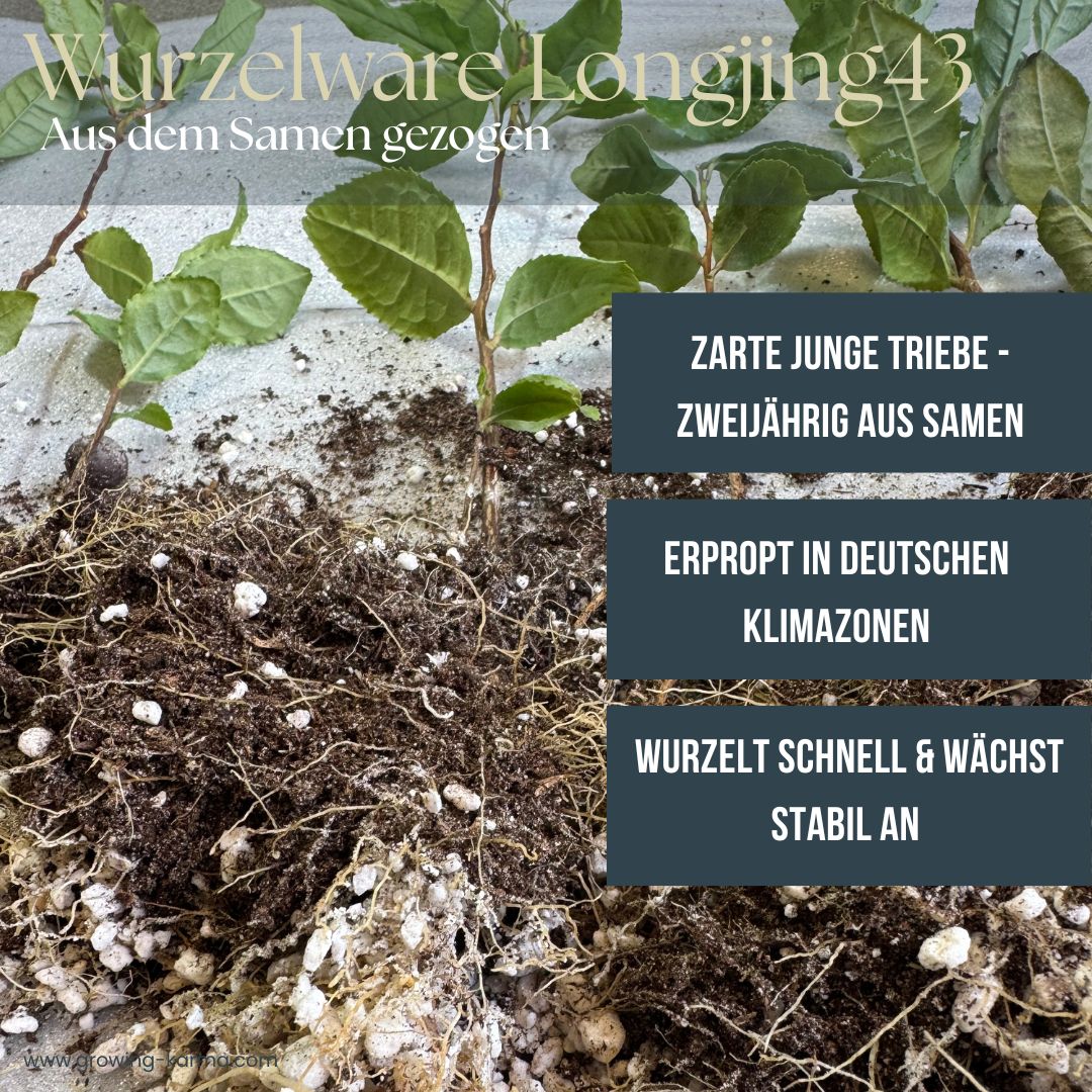 Longjing43-wurzelecht