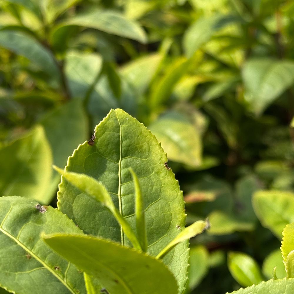 Teepflanze Camellia sinensis Longjing 43 - wieder verfügbar
