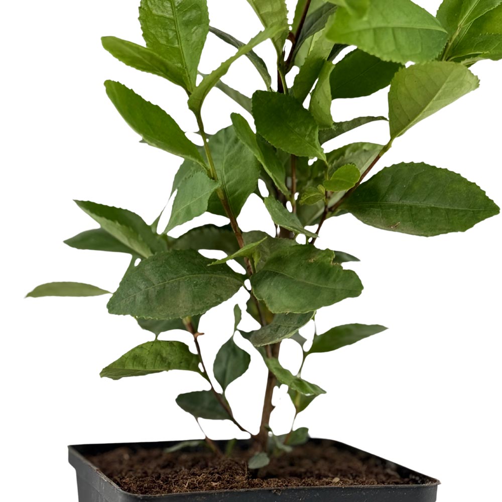 Teepflanze Camellia sinensis Longjing 43 - wieder verfügbar