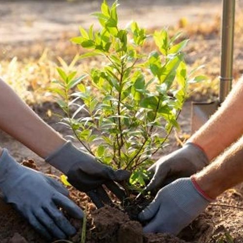 Baumpatenschaft „Grow your Karma“ – Dein Baum für Brandenburg