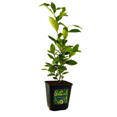Teepflanzen für deinen Garten 