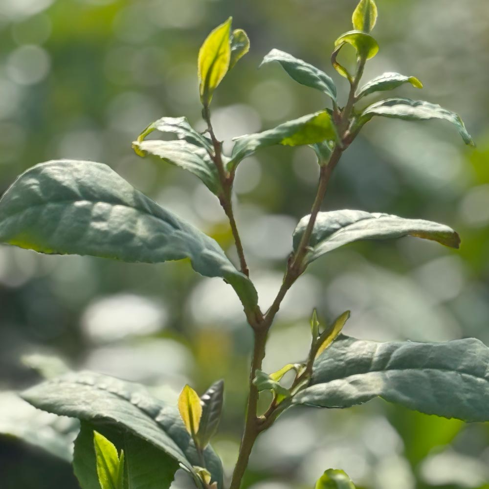 Teepflanze Camellia sinensis Wannong 85