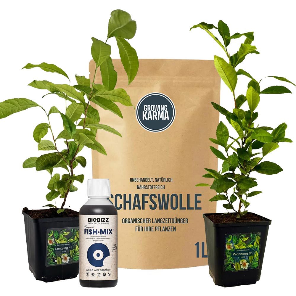 Teepflanzen Starter Set Longjing 43 & Wannong 85 | 1L Schafswolle & 250ml BioBizz Fish-Mix |