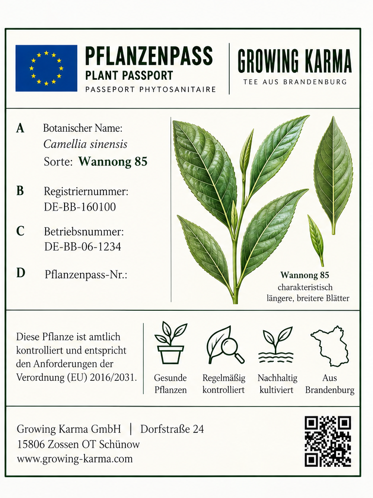 Pflanzenpass Camellia sinensis Wannong 85