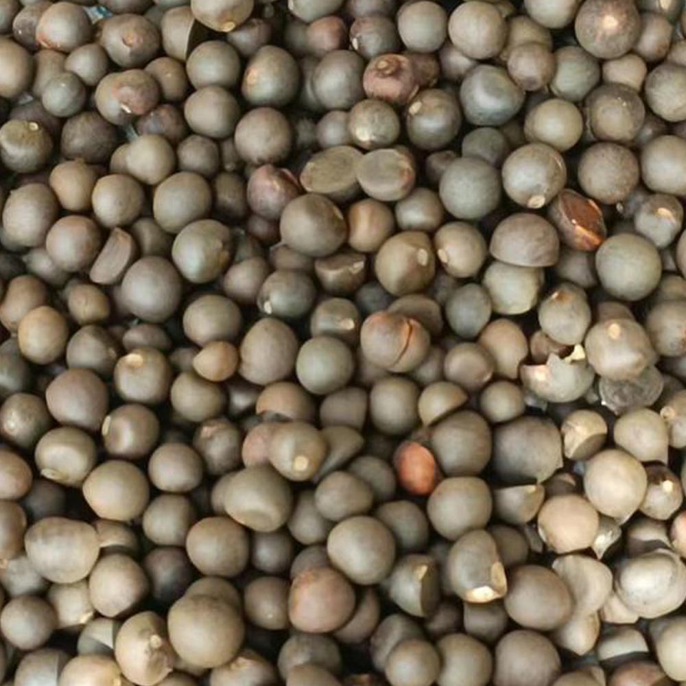 Camellia sinensis Teesamen Wannong 85